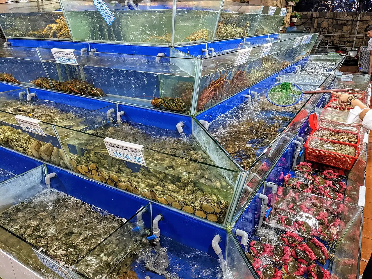 Ảnh minh họa: Hải sản tươi sống trong bể tại một nhà hàng ở Đà Nẵng – Hải sản Bé Mặn